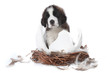 Young Saint Bernard Puppy on White Background Young Saint Bernard Puppy on White Background