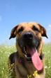lustiger hund lustiger hund