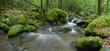 forest stream with mossy rocks