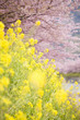 河津桜