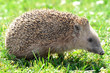 hedgehog