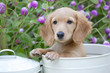 白い缶の中の仔犬と千日紅