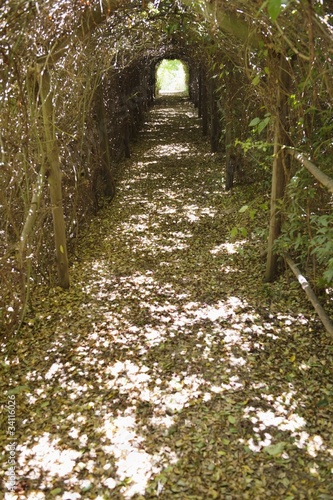 Foto: Narrow path passing through a tunnel Narrow path passing through a tunnel