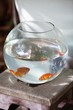 Close-up of goldfish in a fishbowl