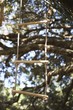 Close-up of rope ladder hanging from tree