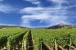 Vendanges