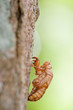 close up view of an empty cicada shell on a tree close up view of an empty cicada shell on a tree