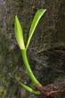 Fresh new leaves emerging from a tree trunk in a forest. Shallow Fresh new leaves emerging from a tree trunk in a forest. Shallow