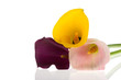 Colorful Calla flowers