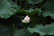 蓮の花