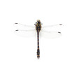Photo: dragonfly dragonfly