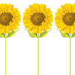 girasole_02
