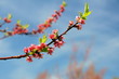 Weinbergspfirsich Blüten
