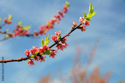 Foto: Weinbergspfirsich Blüten Weinbergspfirsich Blüten