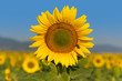 Sunflower field Sunflower field