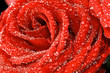 red rose