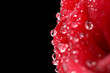 red rose