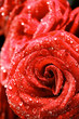 red rose