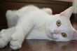 gatto indiana