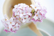 沈丁花 沈丁花