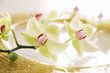 Photo: ランの花 ランの花
