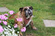 Englische Bulldogge