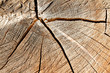 Holz. Ein Querschnitt durch einen Baumstamm
