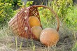 Delicious ripe melons in a wicker basket Delicious ripe melons in a wicker basket
