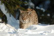 Europäischer Luchs, Winter