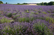 Lavendelfeld Provence Lavendelfeld Provence