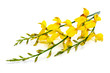 spanish broom flowers spanish broom flowers