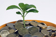 Pflanze wächst aus einem mit Geld gefülltem Blumentopf