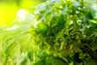 texture of green lettuce