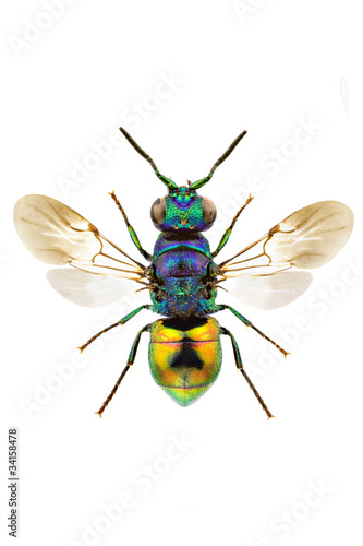 Photo: Pseudomalus auratus Pseudomalus auratus