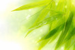 Wet bamboo leaves on white background.