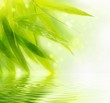 Wet bamboo leaves with reflection in water.