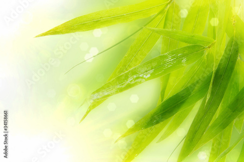 Illustration: Wet bamboo leaves on white background. Wet bamboo leaves on white background.