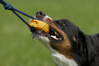 hund spielt