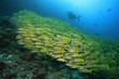 Blaustreifen Schnapper - Bluestripe Snapper - Lutjanus kasmira