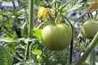 growing tomatoes