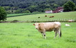 vaches blonde d'aquitaine à la ferme