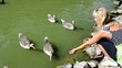 Video: The girl feeds birds on lake The girl feeds birds on lake