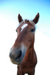 HEAD OF BROWN HORSE