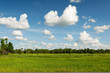 Foto: Reisfeld mit schönem Himmel Reisfeld mit schönem Himmel