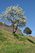 Tuscania - Viterbo - walls