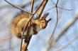 Red squirrel.