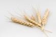 Espigas de trigo