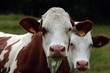 vaches
