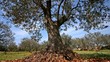 Old_olivetree Old_olivetree
