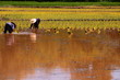 Farmers to cultivate.